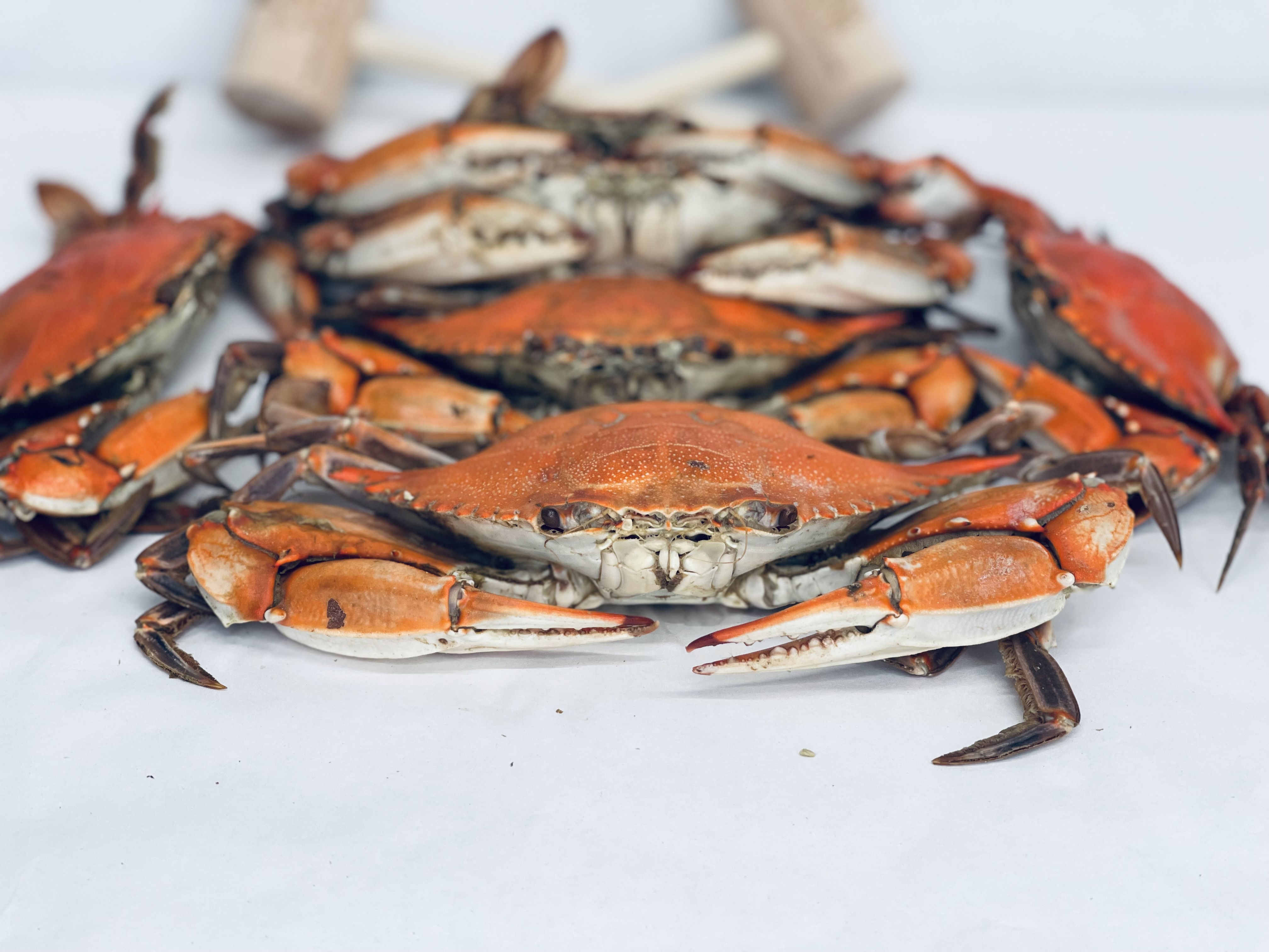 Large Male Hard Crabs | Fresh Maryland Crabs | Crab Dynasty